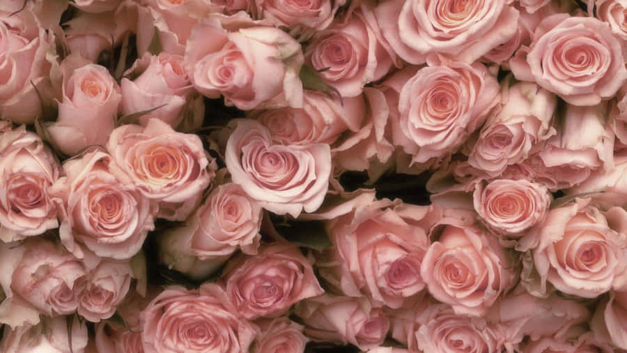 Pink Rose Laptop Wallpaper