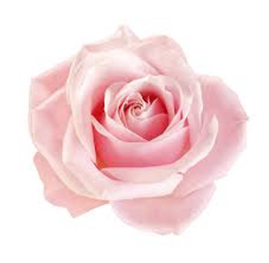 Pink Rose On White Aesthetic Wallpaper