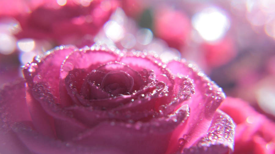 Pink Rose Sparkle Wallpaper