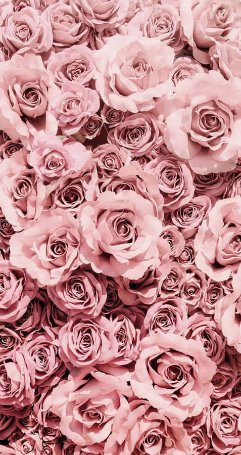 Pink Roses Are Arranged In A Pile Wallpaper