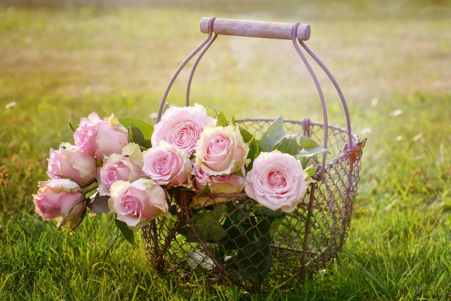 Pink Roses In A Basket Wallpaper