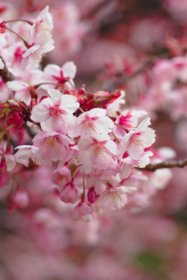 Pink Sakura Blurry Background Wallpaper