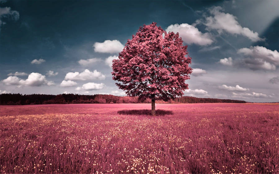 Pink Tree Hd Computer Wallpaper