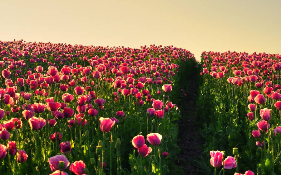 Pink Tulip Flower Field Wallpaper