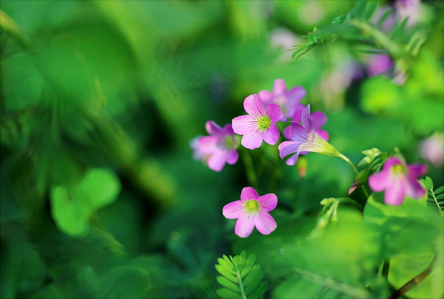 Pink Woodsorrel Flowers Background Wallpaper