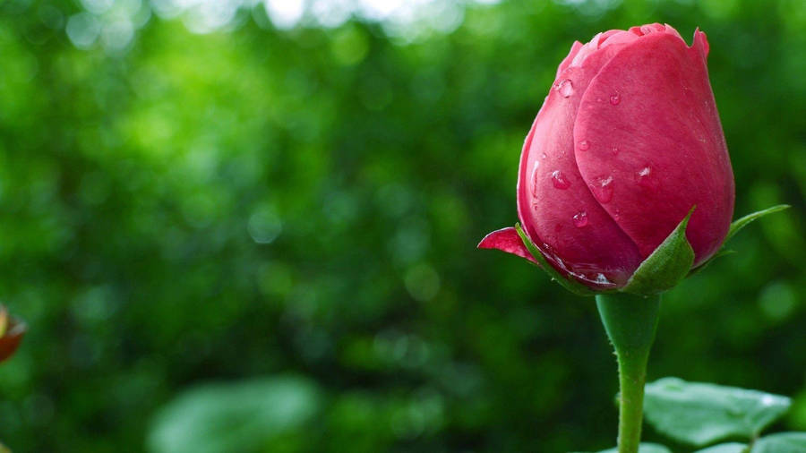 Pinkish Beautiful Rose Hd Bud Wallpaper