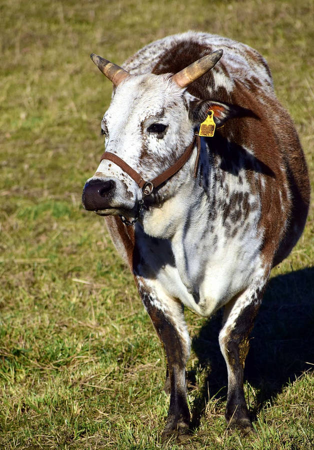 Pintado Gezerat Zebu Cow Portrait Wallpaper