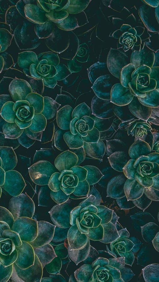 Pinterest Green Succulents Wallpaper