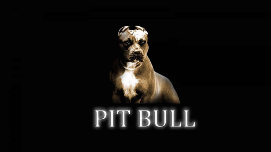 Pit Bull Logo On A Black Background Wallpaper