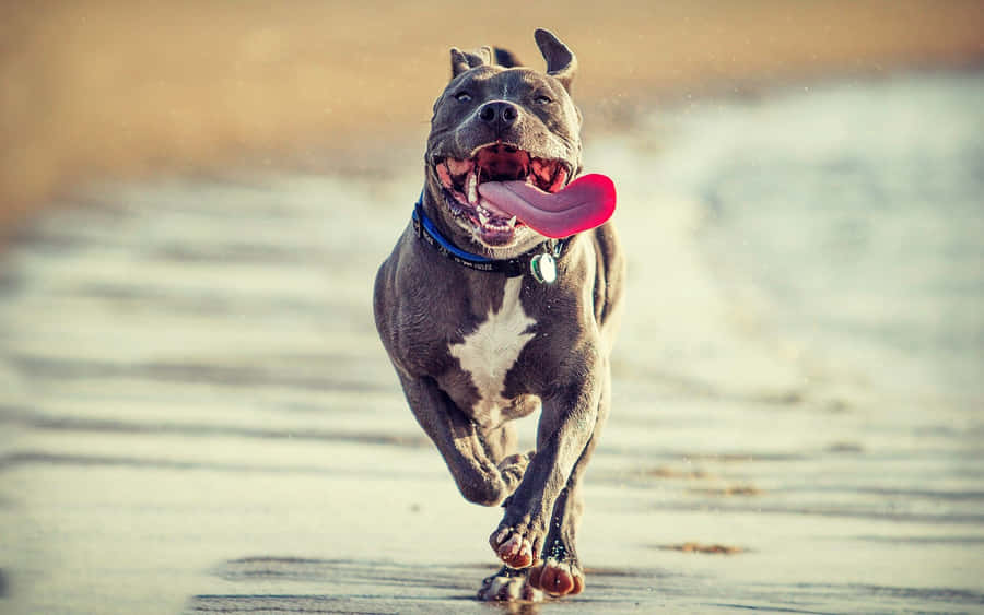 Pitbull Dog On The Beach Wallpaper