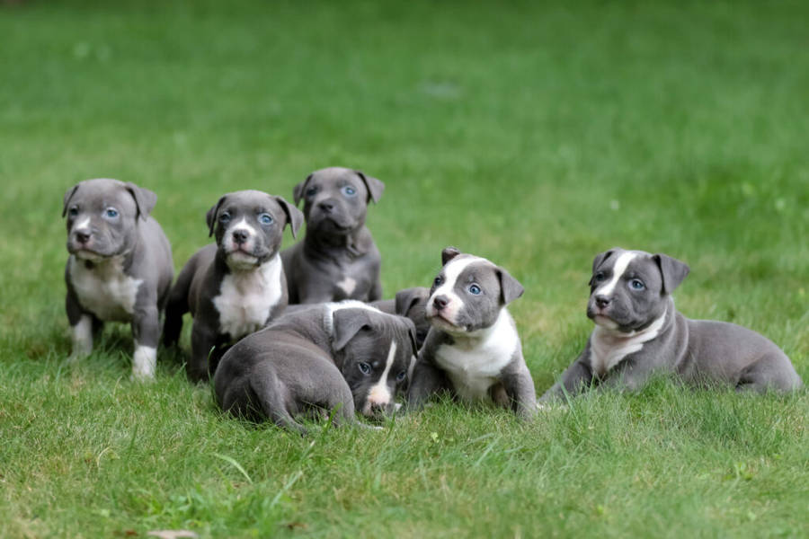 Pitbull Puppies On Grass Wallpaper