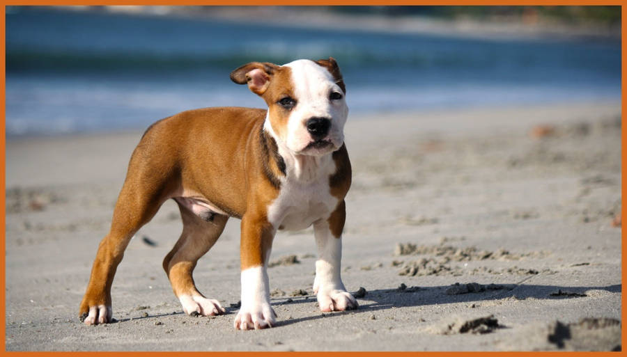 Pitbull Puppy On The Beach Wallpaper