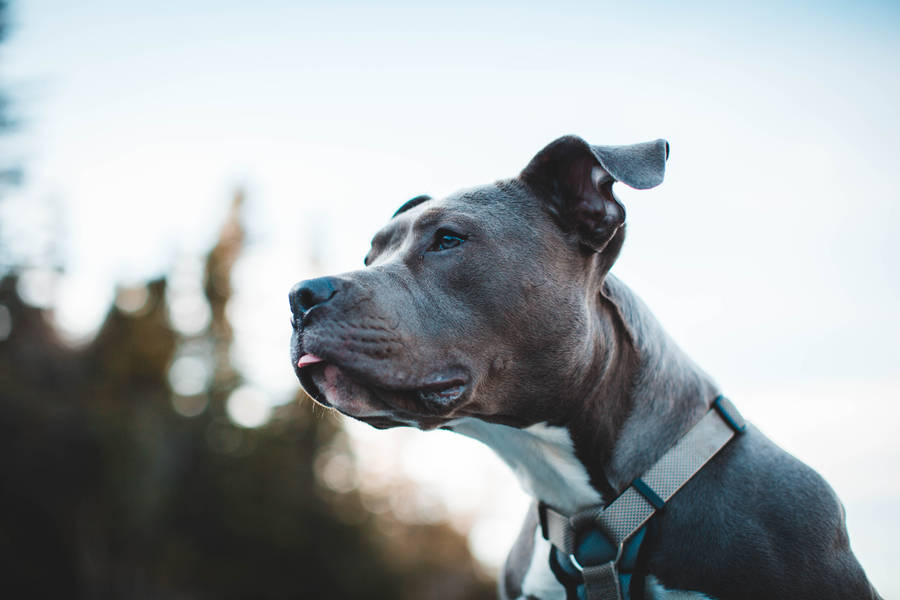 Pitbull Terrier Brown And White Wallpaper