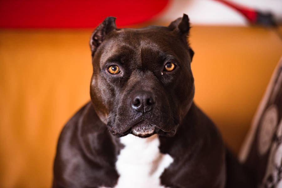 Pitbull With Brown Lush Fur Wallpaper