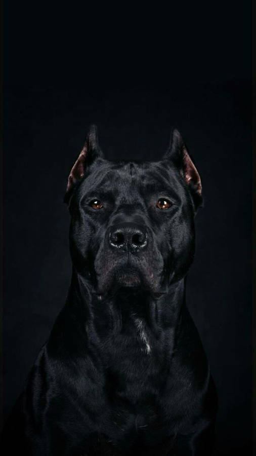 Pitch Black Cane Corso Wallpaper