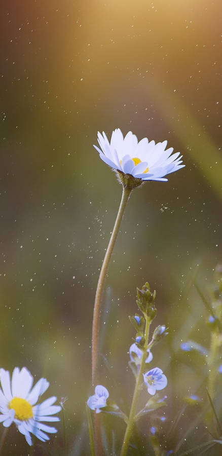 Pixel 3 Xl Daisy Petals Wallpaper