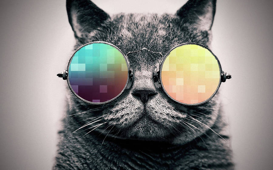 Pixel Chic Cool Cat Wallpaper