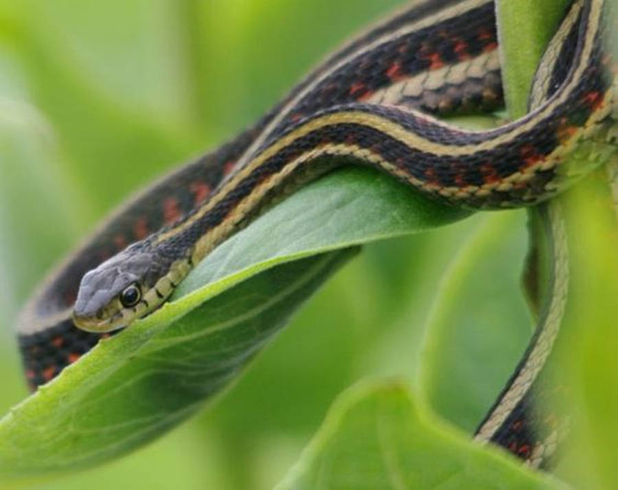 Plains Garter Snake Wallpaper