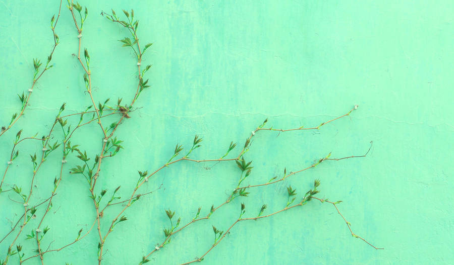 Plant On A Pastel Green Wall Wallpaper