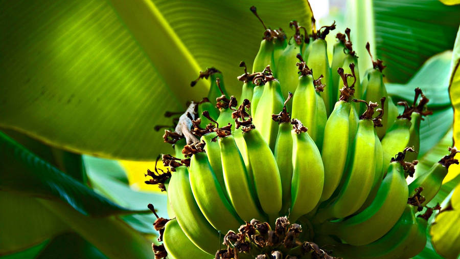 Plantain Digital Photography Wallpaper