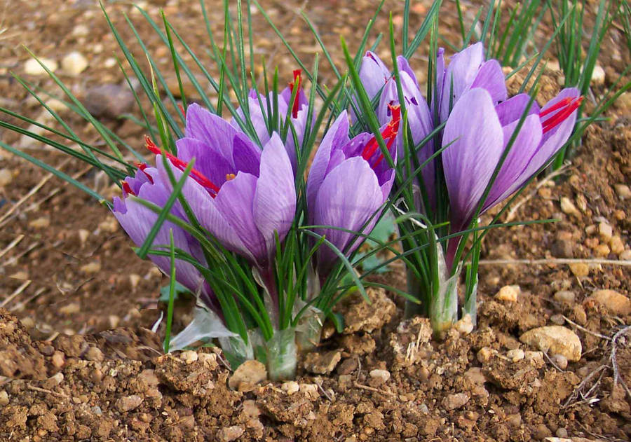 Planted Saffron Crocus Wallpaper