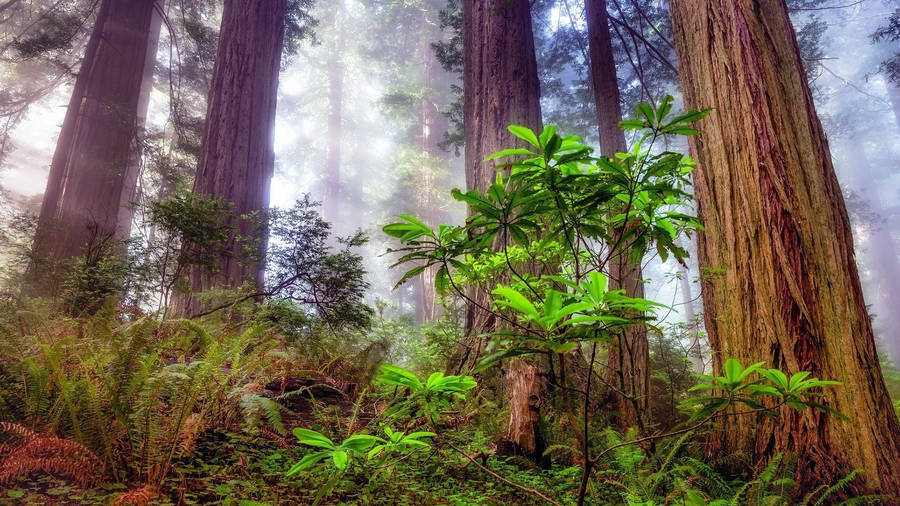 Plants Found In The Redwood Forest Wallpaper