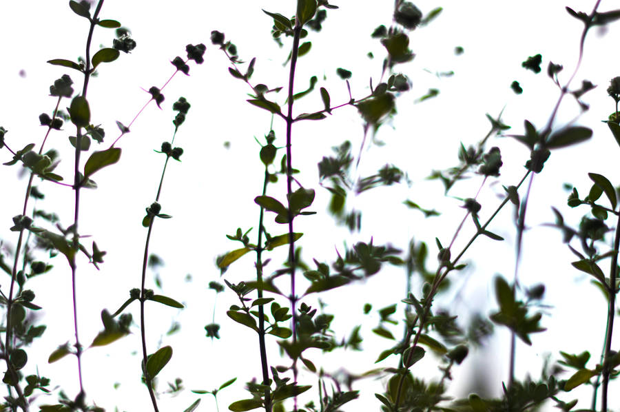 Plants With Bokeh Effect Wallpaper