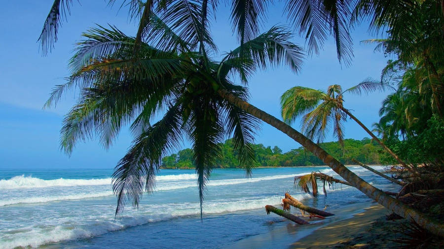 Playa Negra Costa Rica Wallpaper