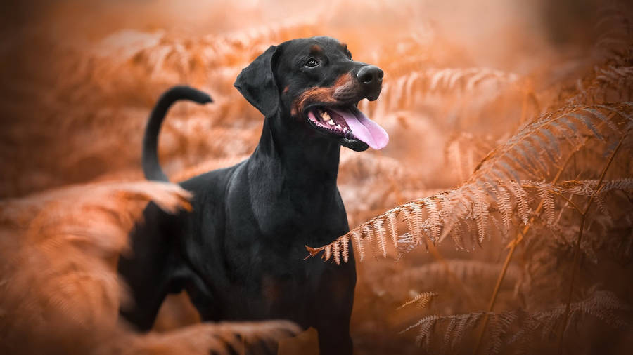 Playful Doberman Pinscher Wallpaper