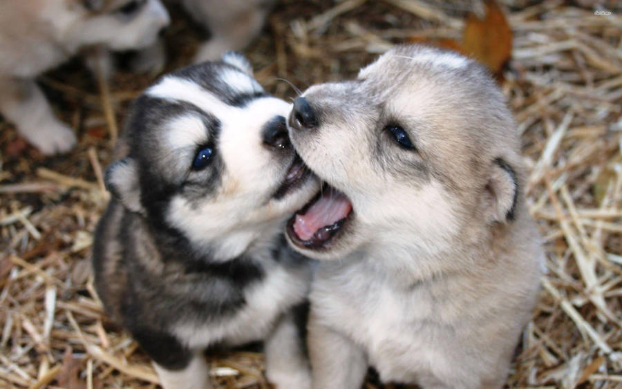 Playful Husky Puppy Dogs Wallpaper