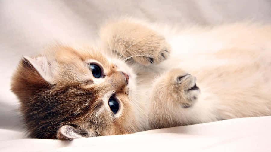 Playful Kitten Lying Back.jpg Wallpaper