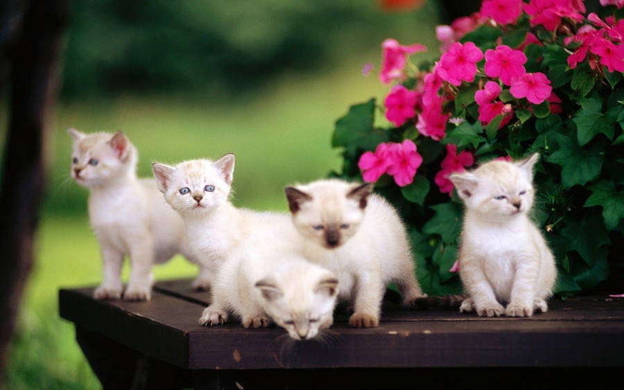 Playful_ Kittens_ Amidst_ Flowers.jpg Wallpaper