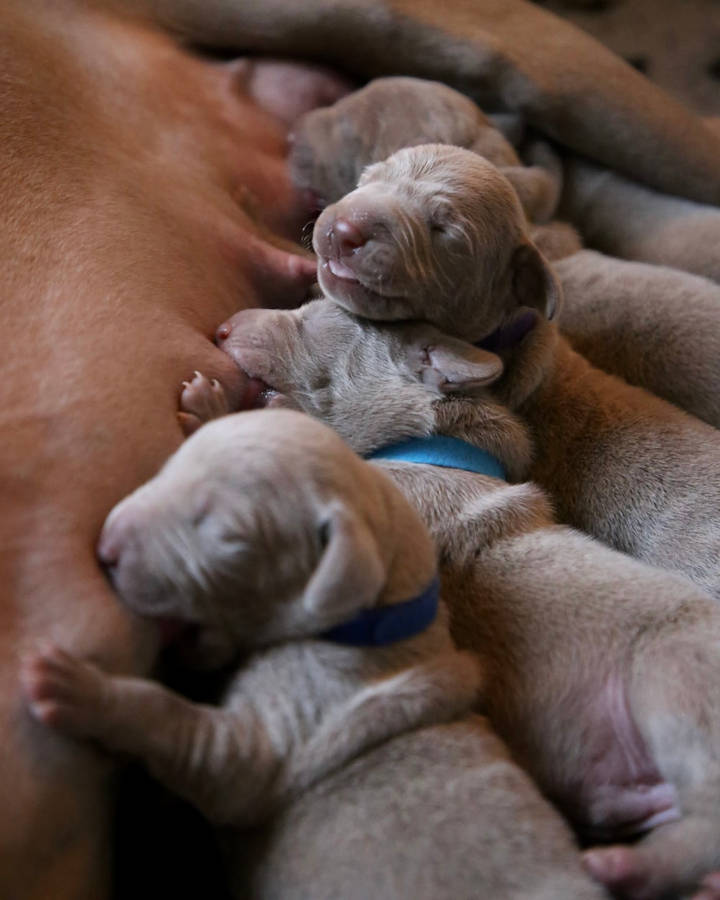 Playful Pitbull Puppies Engaging With Each Other Wallpaper