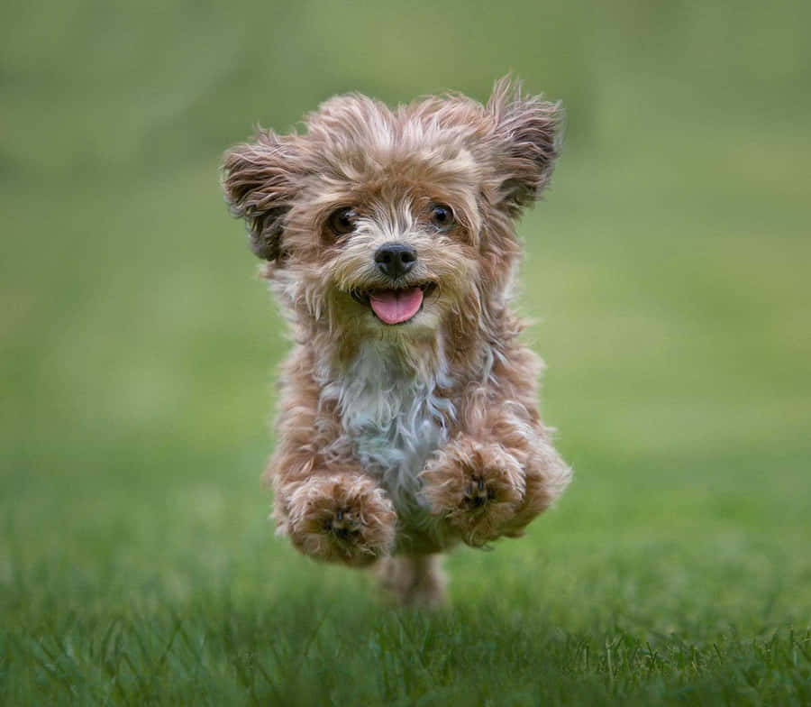 Playful Small Dog In Outdoor Setting Wallpaper