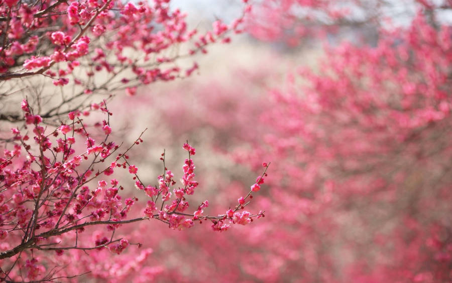 Plum Blossom Flower Desktop Wallpaper