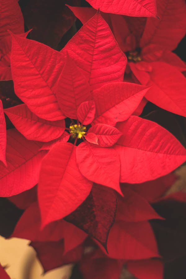 Poinsettia Flower Close-up Wallpaper