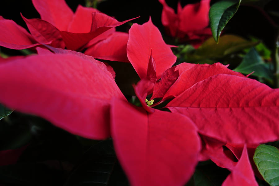 Poinsettia Macro Shot Wallpaper