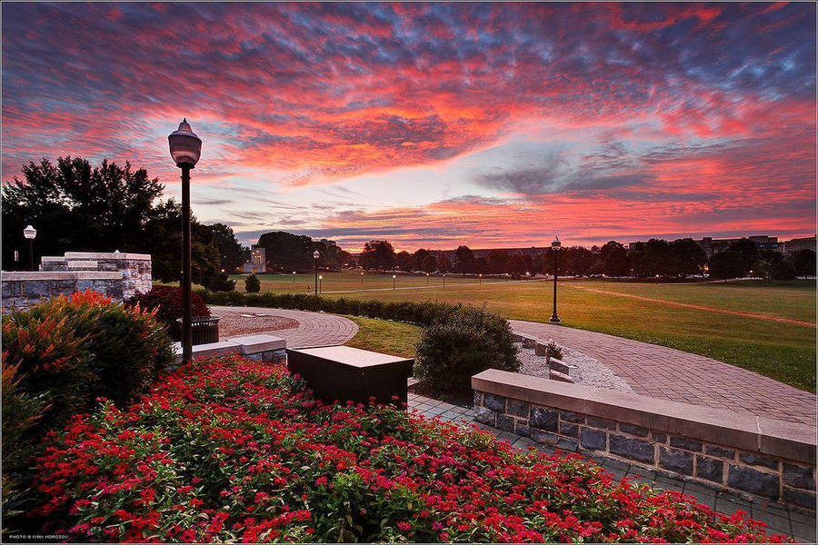 Poinsettia Virginia Tech Sunset Wallpaper