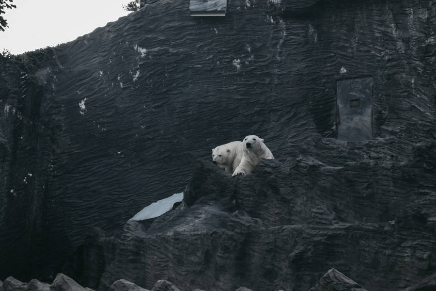 Polar Bear Dark Stone Shelter Wallpaper