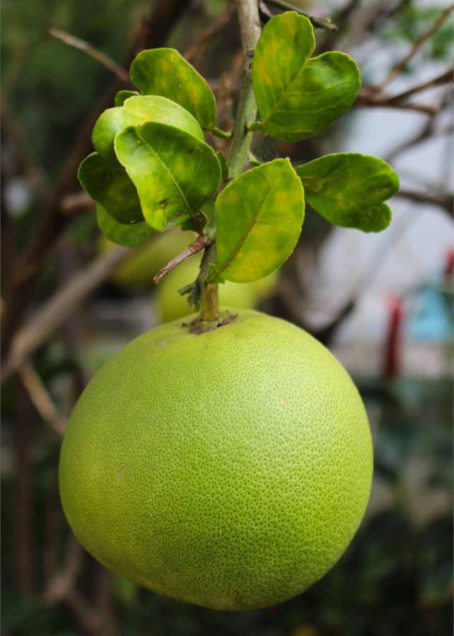 Pomelo Green Fruit Wallpaper