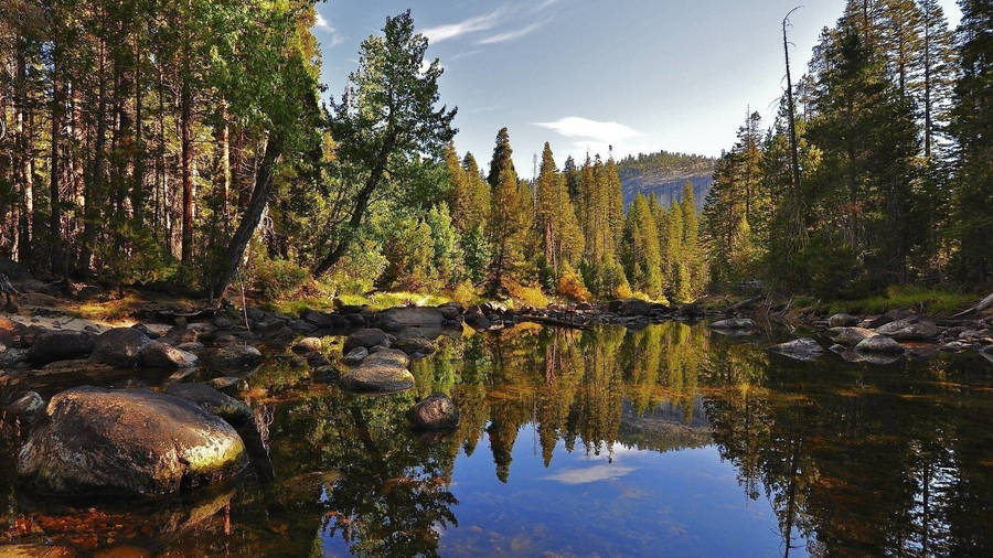 Pond In The Redwood Forest Wallpaper