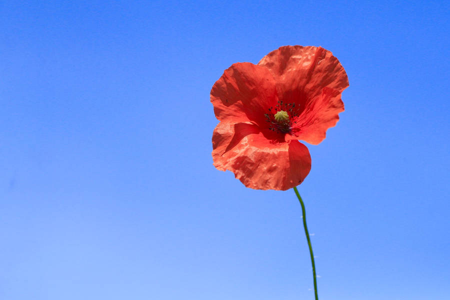 Poppy In Full Bloom Remembrance Day Wallpaper