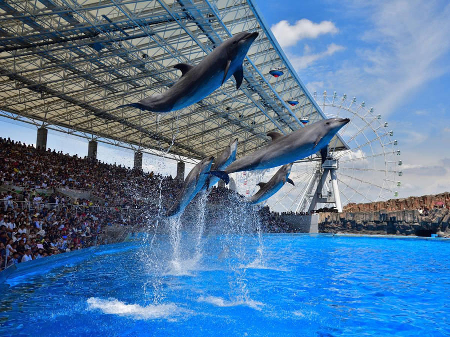 Port Of Nagoya Dolphin Show Wallpaper