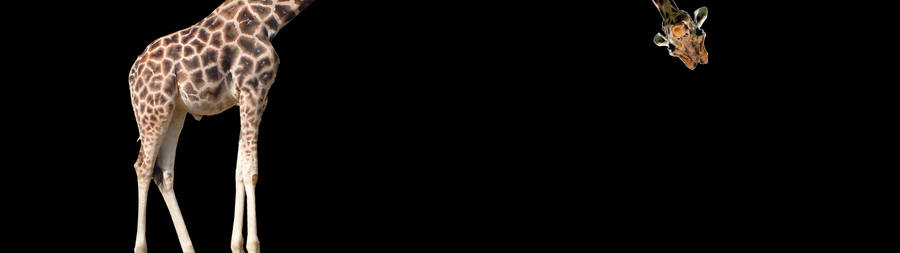 Portal Dual Screen Wallpaper