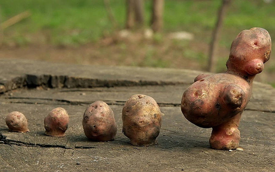 Potatoes With Strange Shapes Wallpaper