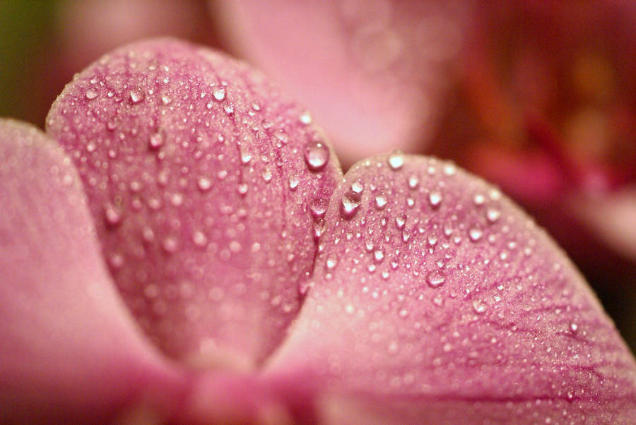 Powder Pink Macro Flower Wallpaper