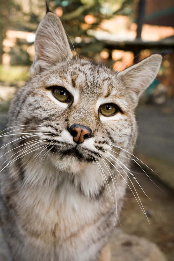 Powerful Bobcat In Natural Habitat Wallpaper