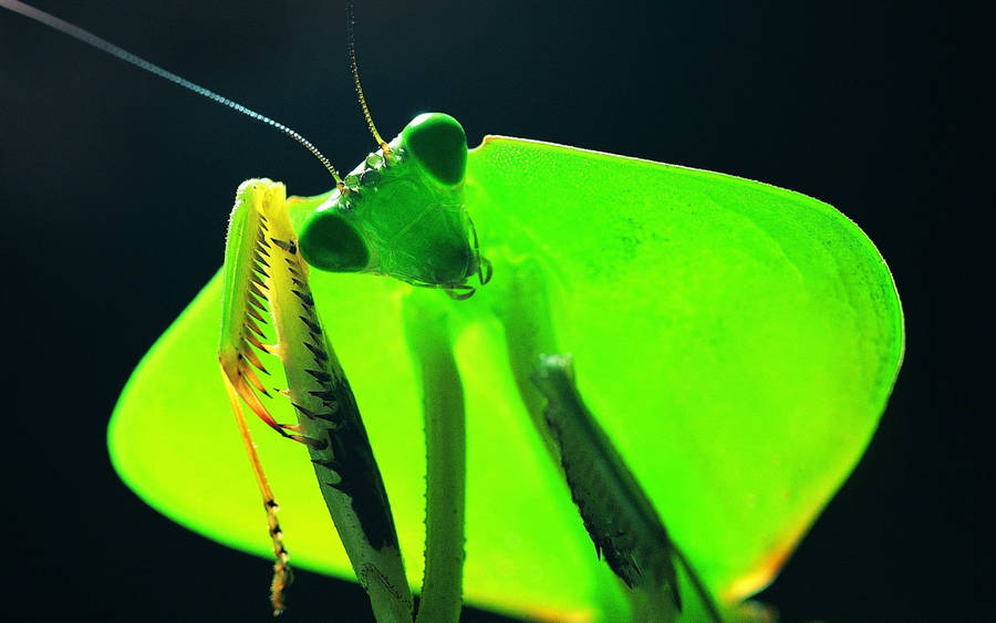 Praying Mantis Blue Antenna Wallpaper