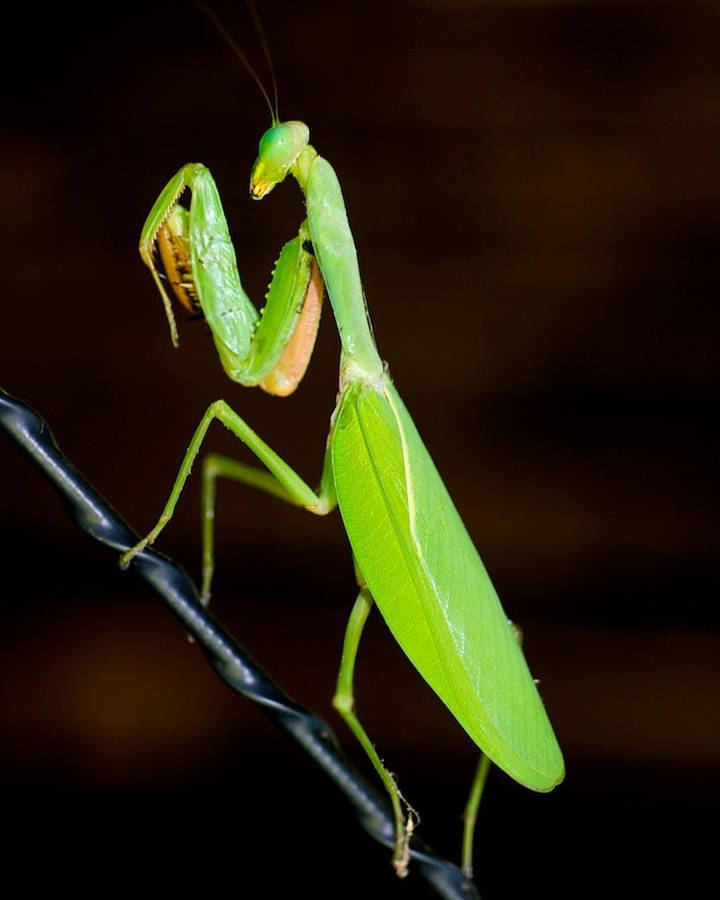 Praying Mantis Dark Background Wallpaper