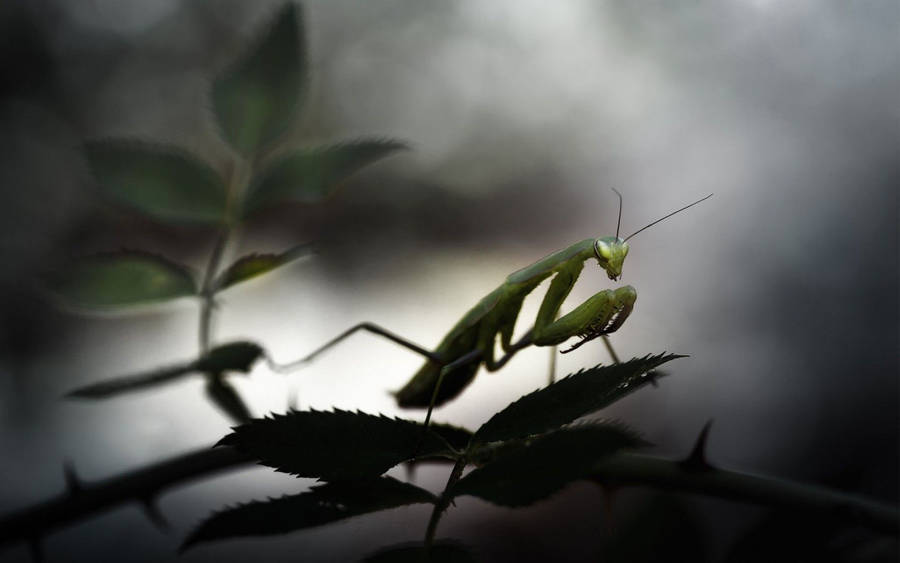 Praying Mantis Night Plant Wallpaper